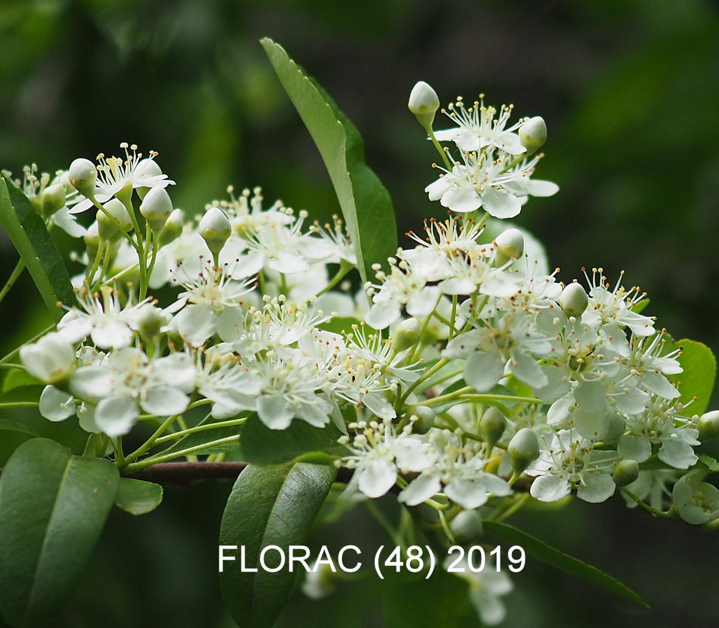 Pyracantha flower